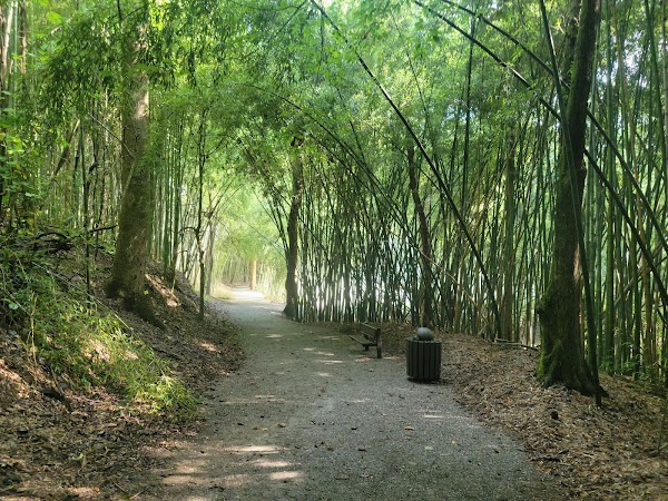 Wilderness Park/Bamboo Forest