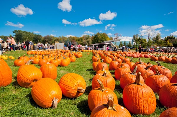 Harvest Moon Farm & Orchard 1