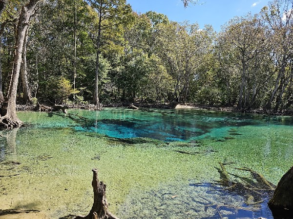 Cypress Springs