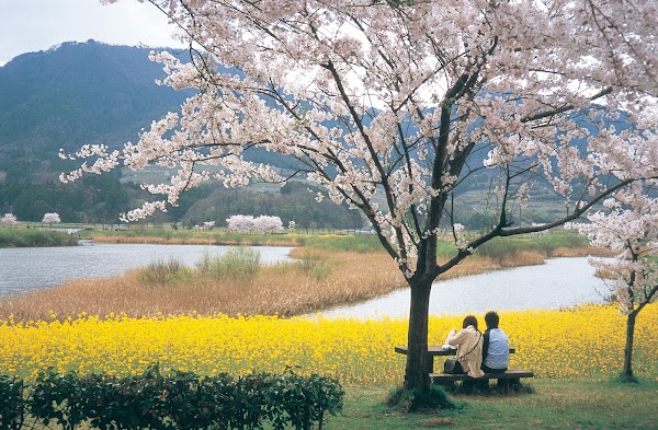 Edge of Niigata