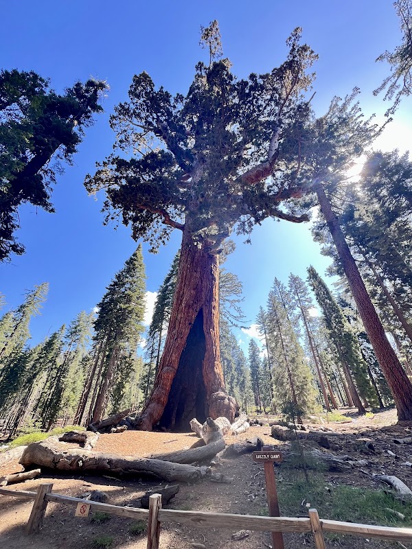 Mariposa Grove Welcome Plaza 2