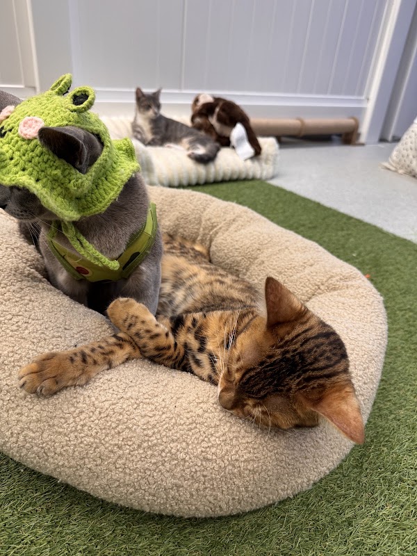 Cha & Zak's Clubhouse