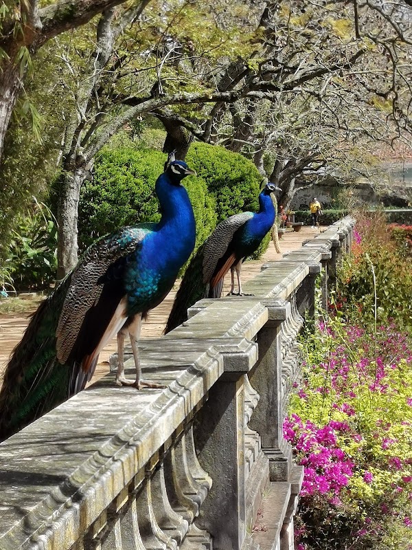 Jardim Botânico da Ajuda 3