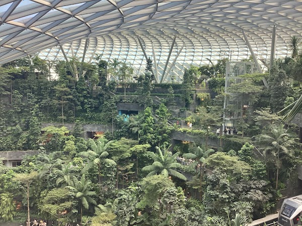 Canopy Bridge 2