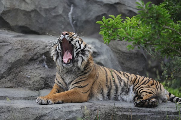 Higashiyama Zoo and Botanical Gardens 5