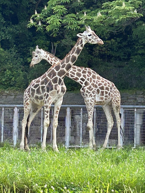Higashiyama Zoo and Botanical Gardens 4
