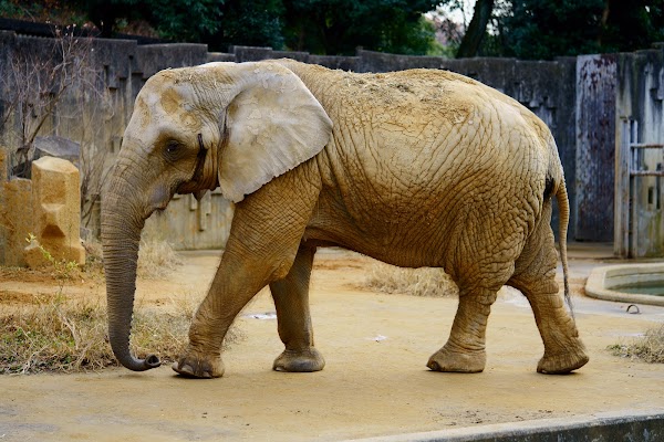 Higashiyama Zoo and Botanical Gardens 3