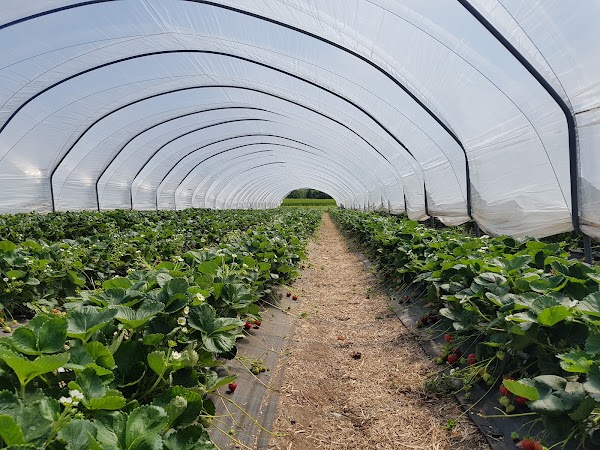Cairnie Fruit Farm & Mega Maze 5