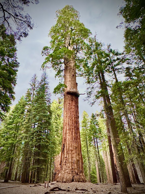 McKinley Tree 1