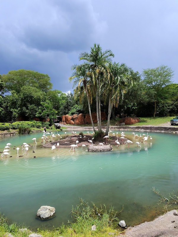 Kilimanjaro Safaris 1
