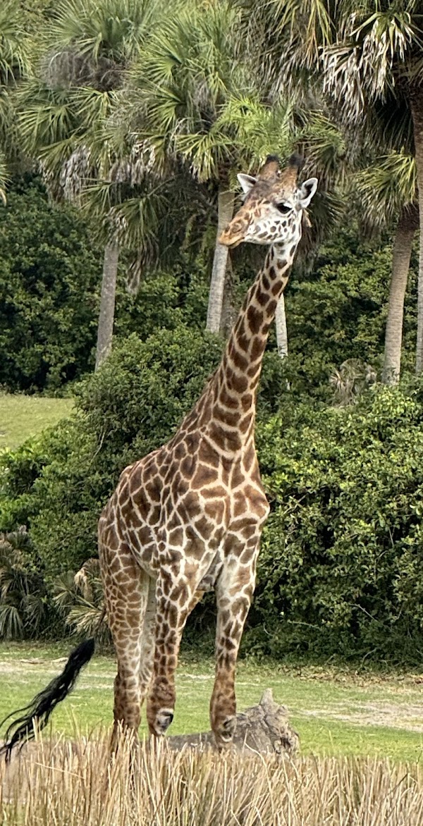 Kilimanjaro Safaris 5