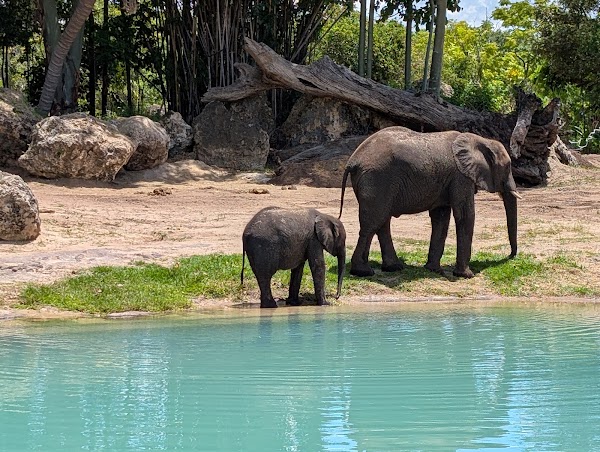 Kilimanjaro Safaris 4