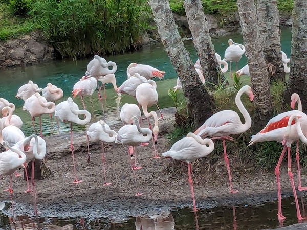 Kilimanjaro Safaris 2