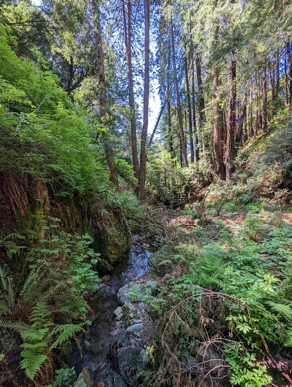 Steep Ravine Trail 1