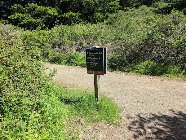 Steep Ravine Trail 4