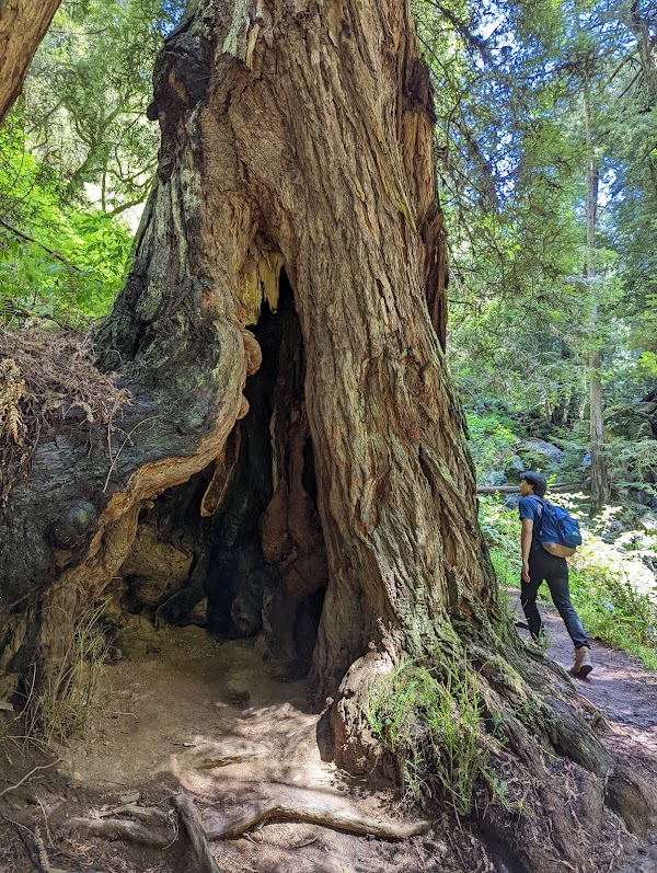 Steep Ravine Trail 2