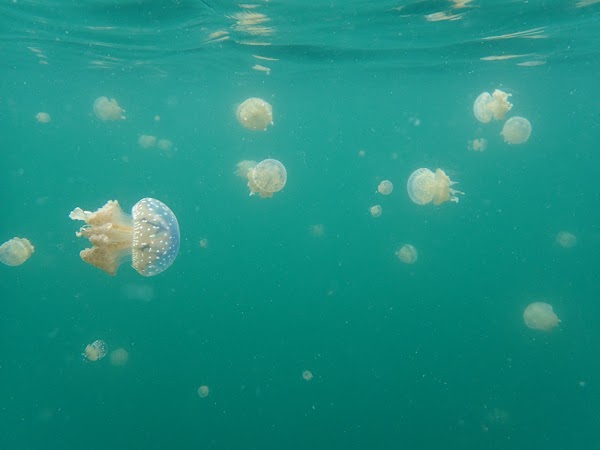 Jelly Fish Lake (Mariona Lake) 1