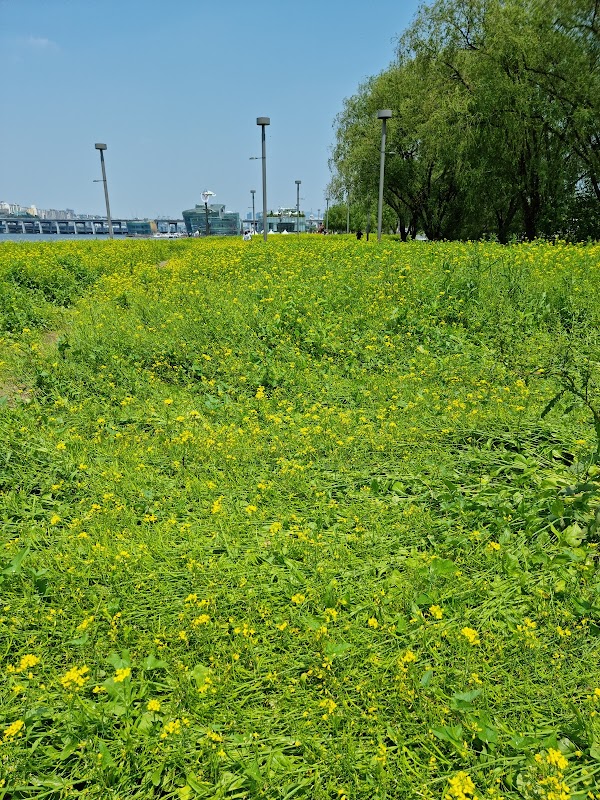 서래섬과 반포섬 4