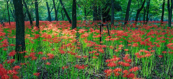 巾着田曼珠沙華公園