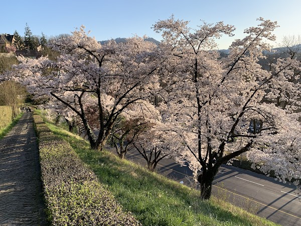 Bern Rose Garden 2