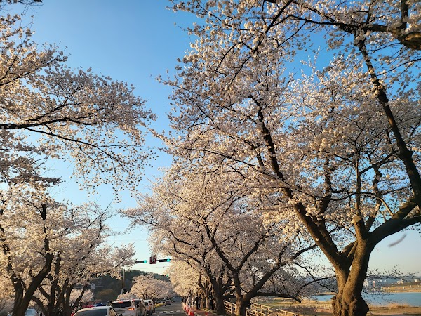 흥무로 벚꽃길 5