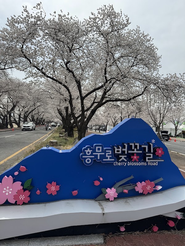 흥무로 벚꽃길 4