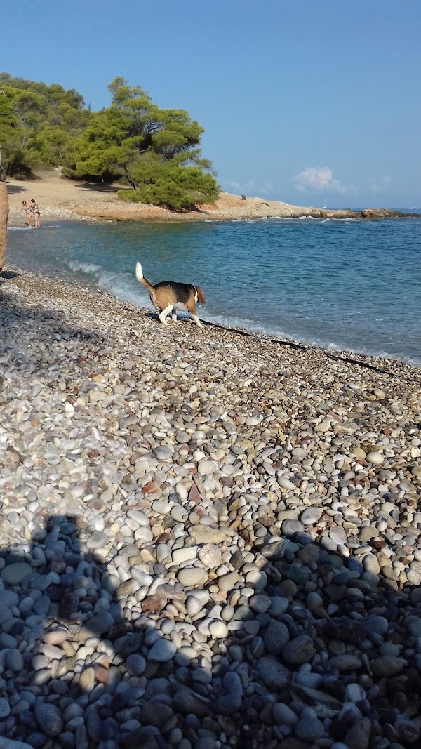 Spetses