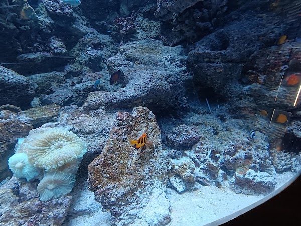 Aquàrium Barcelona 5