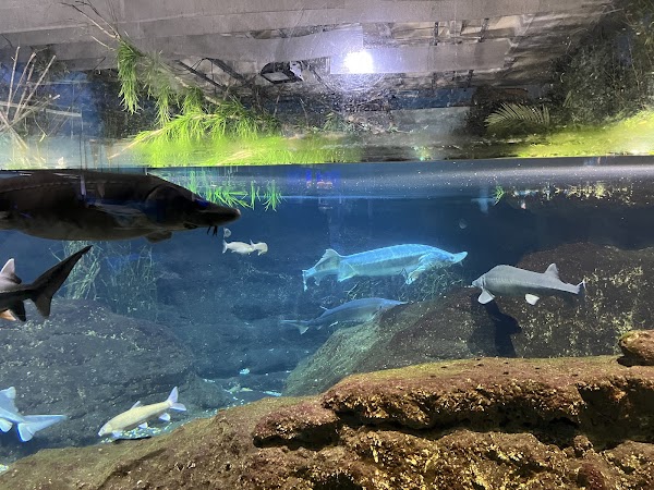 Aquàrium Barcelona 3