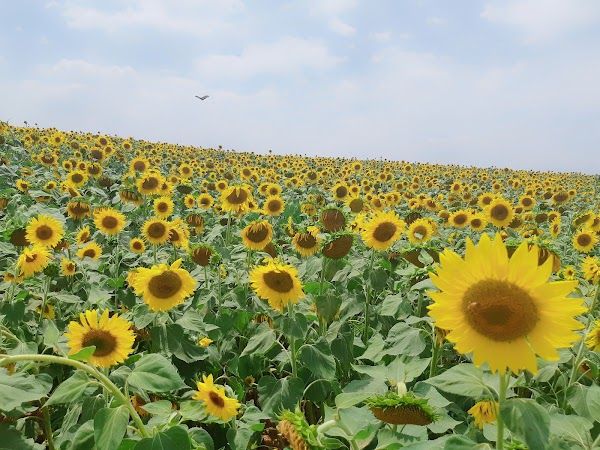 Anseong Farmland