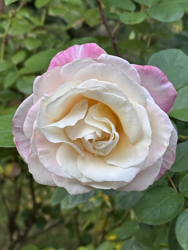 The Rose Garden of Provins 4