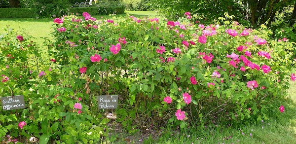 The Rose Garden of Provins 3