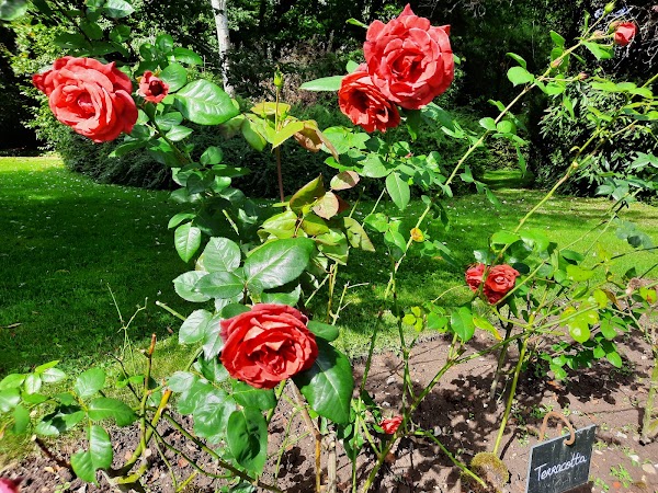 The Rose Garden of Provins 2