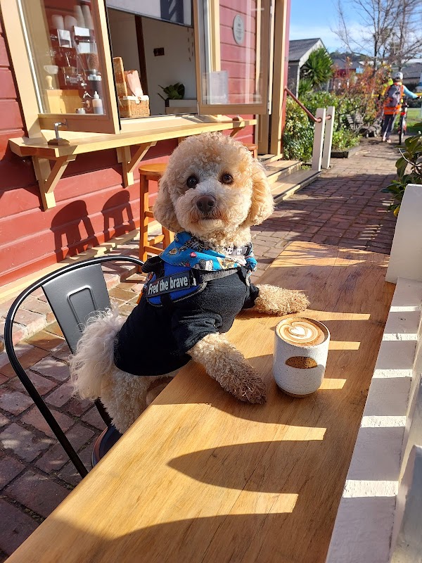 The Lil Brew 1