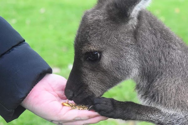 Warrawong Wildlife Sanctuary