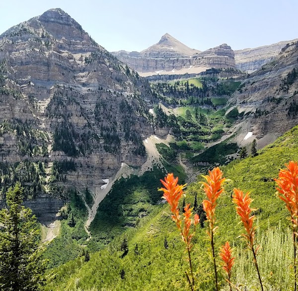 Primrose Overlook