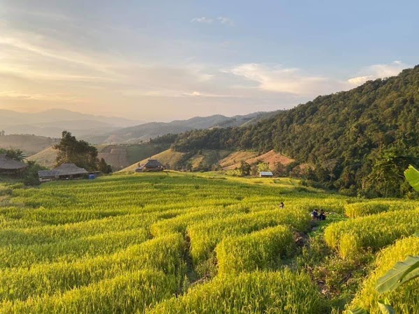 Mae Klang Luang Rice Terraces 1