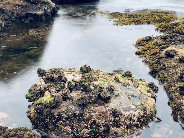Queenscliff 2