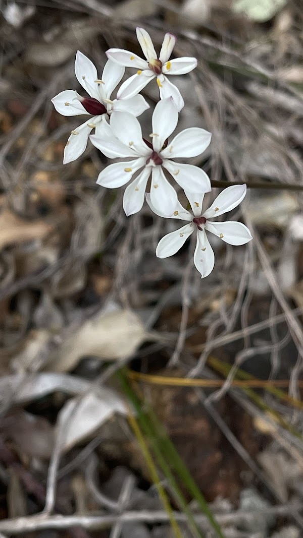 Gidgegannup 2
