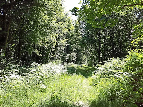 Forêt Domaniale de Lyons