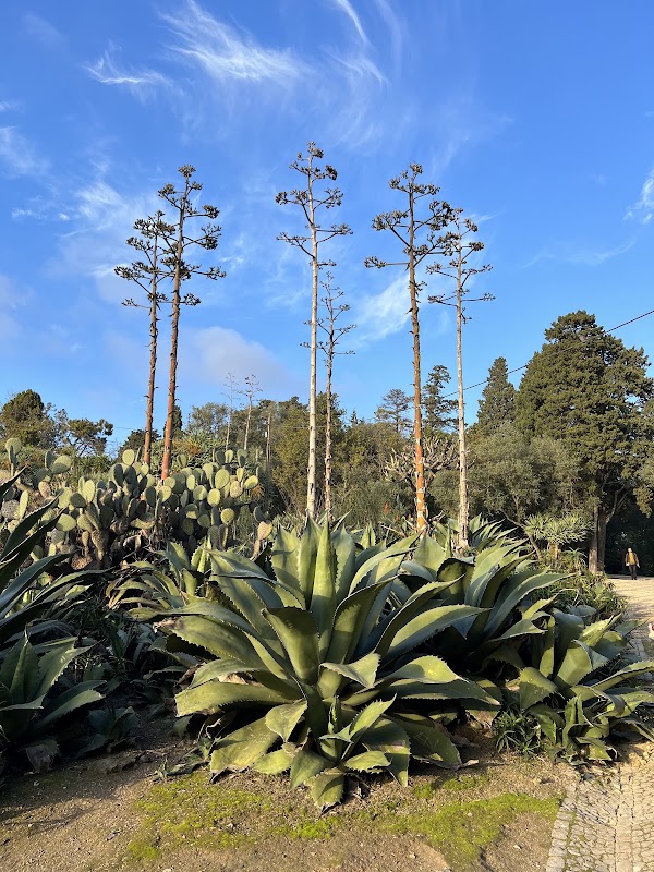 Jardim dos Cactos