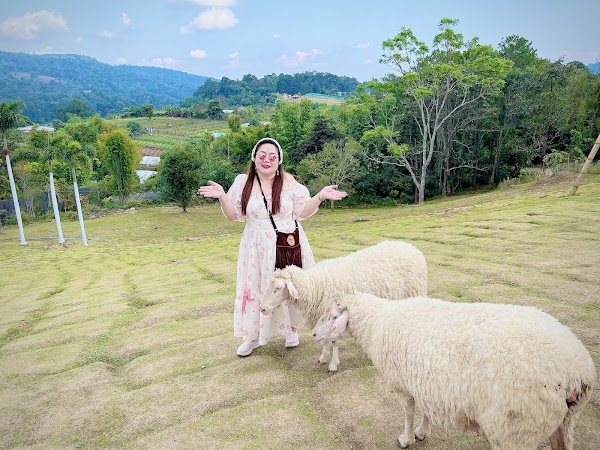 Alpaca Sheep Farm Mon Jam 5