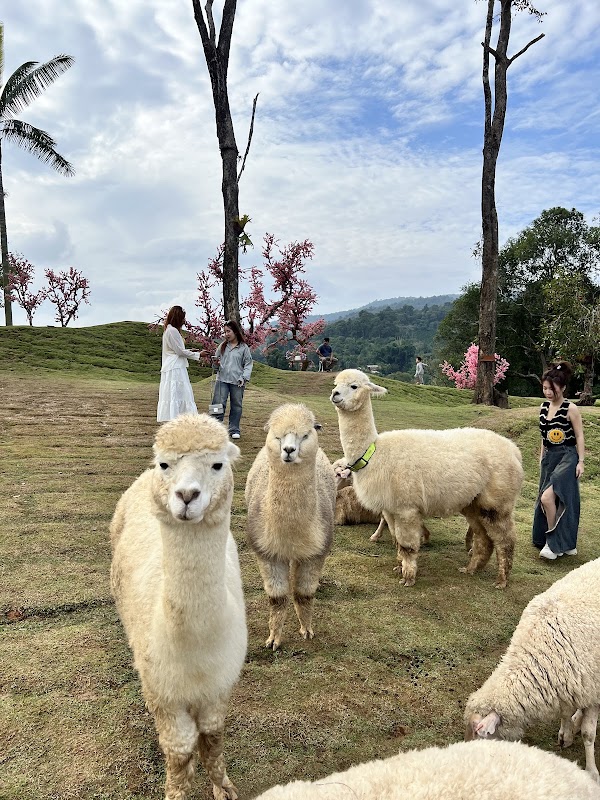 Alpaca Sheep Farm Mon Jam 4