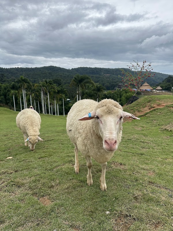 Alpaca Sheep Farm Mon Jam 2