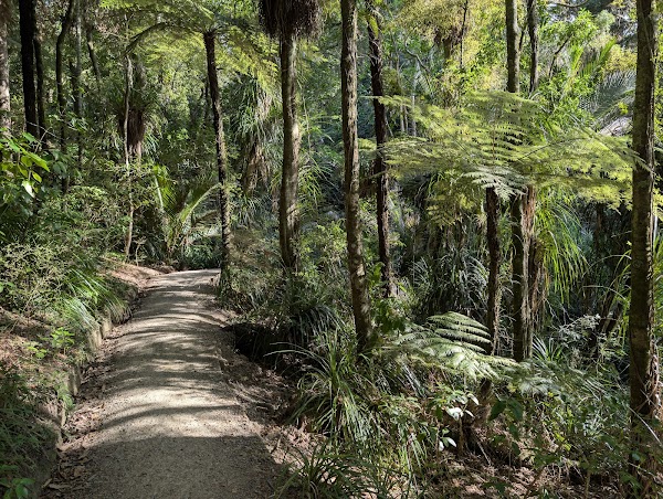 Kauri Glen Reserve 1