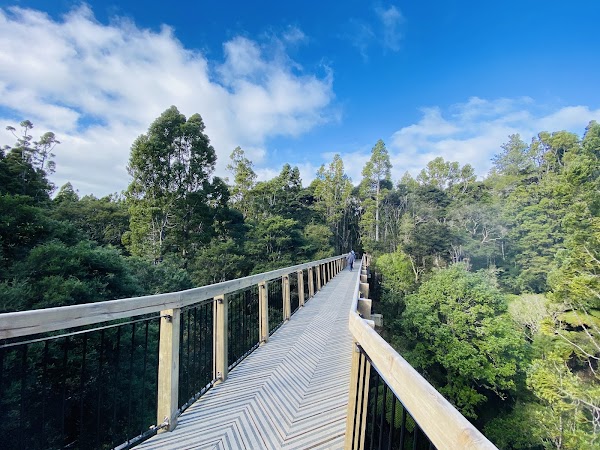 Kauri Glen Reserve 5