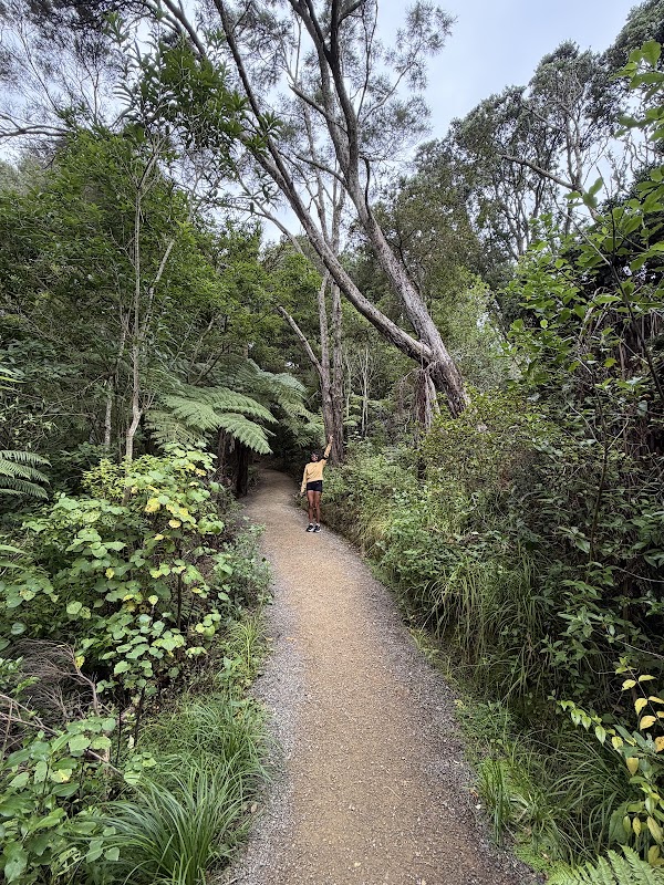 Kauri Glen Reserve 4
