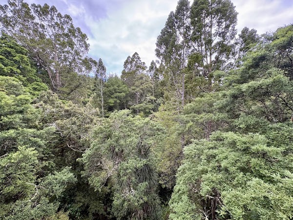 Kauri Glen Reserve 2