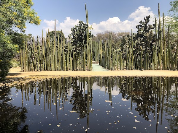 Jardín Etnobotánico de Oaxaca