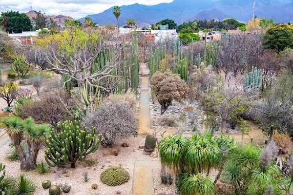 Jardín Etnobotánico de Oaxaca 4